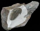 Early Cambrian Psedosaukianda Trilobite - Morocco #39840-2